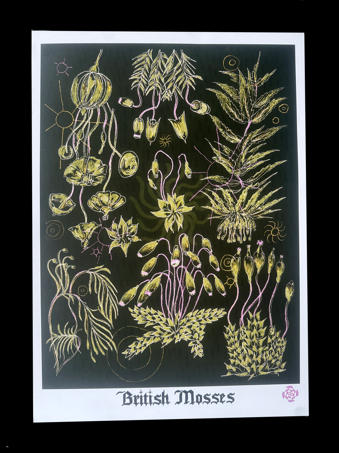 British Mosses A3 print